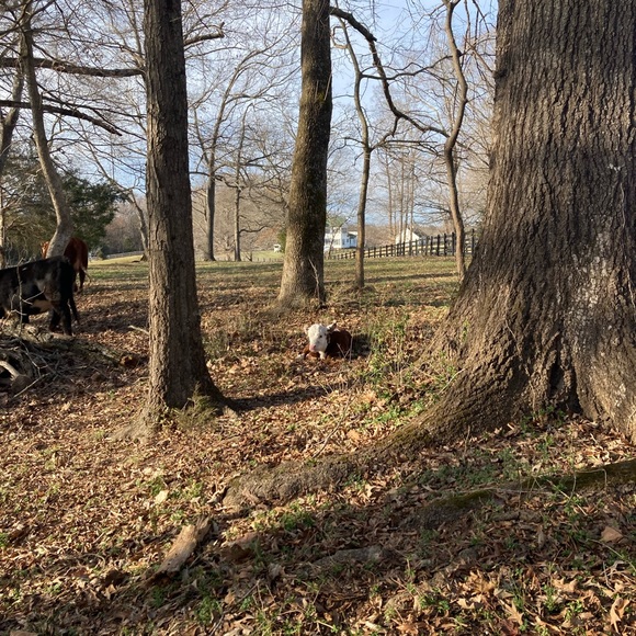 The cows - Picture 8 of 10